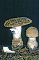 Amanita franchetii-amf198